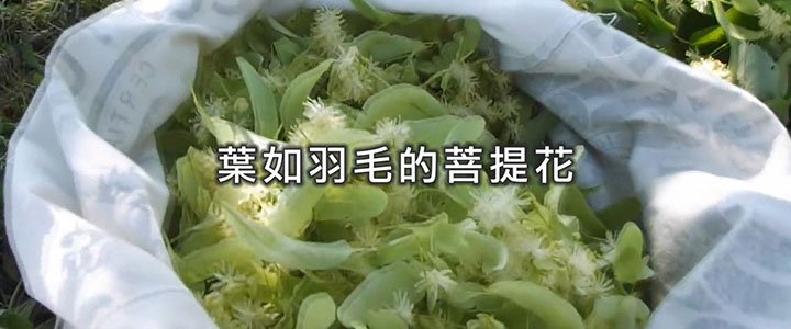 葉如羽毛的 菩提花精油