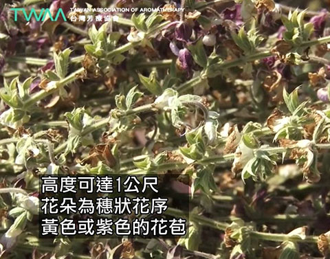 清澈之眼~快樂鼠尾草．花朵為穗狀花序