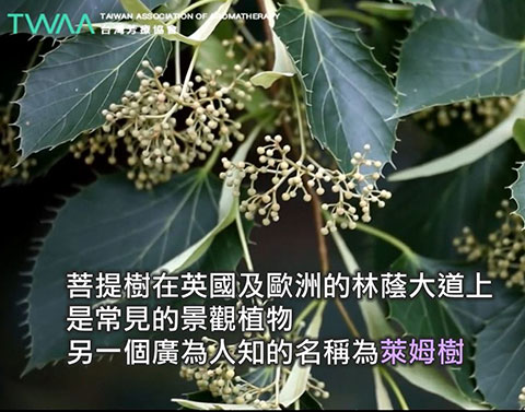 葉如羽毛的 菩提花精油．菩提樹又稱萊姆樹