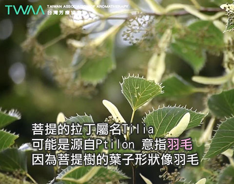 葉如羽毛的 菩提花精油．菩提樹的葉子像羽毛