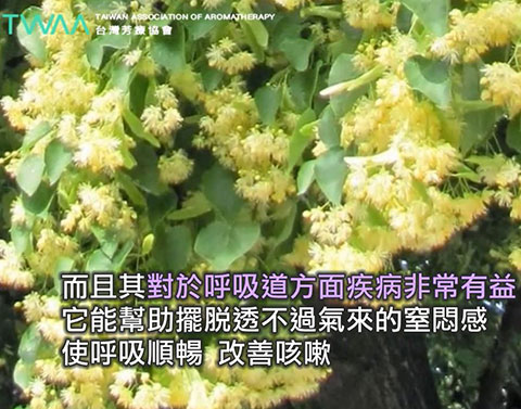 葉如羽毛的 菩提花精油．菩提花精油對於呼吸道方面的疾病非常有益