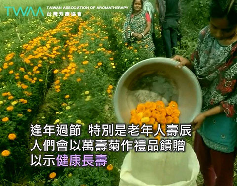 吉祥之花 萬壽菊精油．人們會以萬壽菊做為禮品餽贈，以示健康、長壽