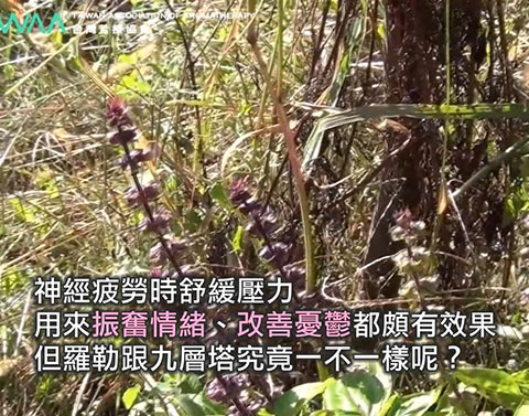 國王的香藥草 羅勒精油．羅勒精油可以用來振奮情緒、改善憂鬱